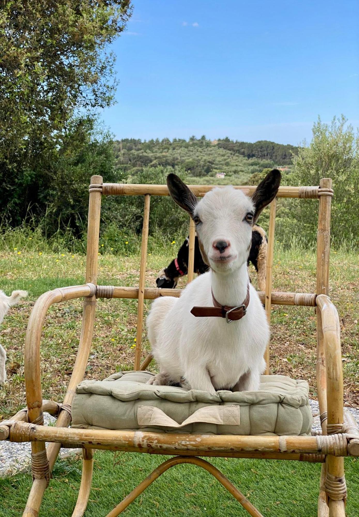 Villa Boeddu, Relax Tra Mare E Campagna Alghero Exteriér fotografie
